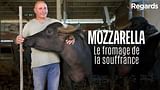 Mozzarella - Le fromage de la souffrance