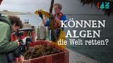 Können Algen die Welt retten?