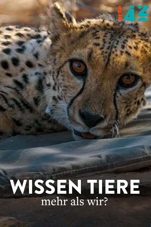 Wissen Tiere mehr als wir?.