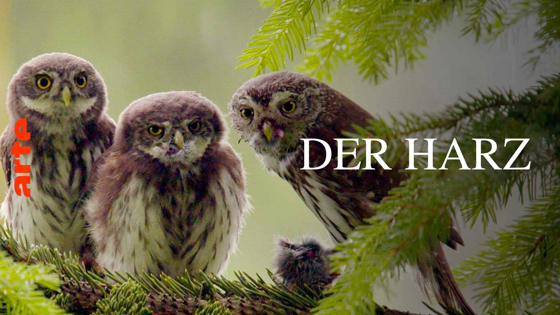 Der Harz - Wildnis mitten in Deutschland