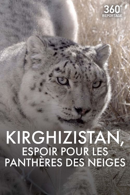Kirghizistan, espoir pour les panthères des neiges.