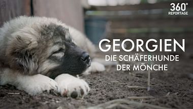 Georgien: Die Schäferhunde der Mönche