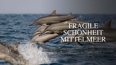Fragile Schönheit Mittelmeer.