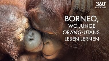 Borneo, wo junge Orang-Utans leben lernen