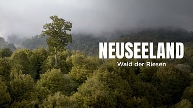 Neuseeland - Wald der Riesen