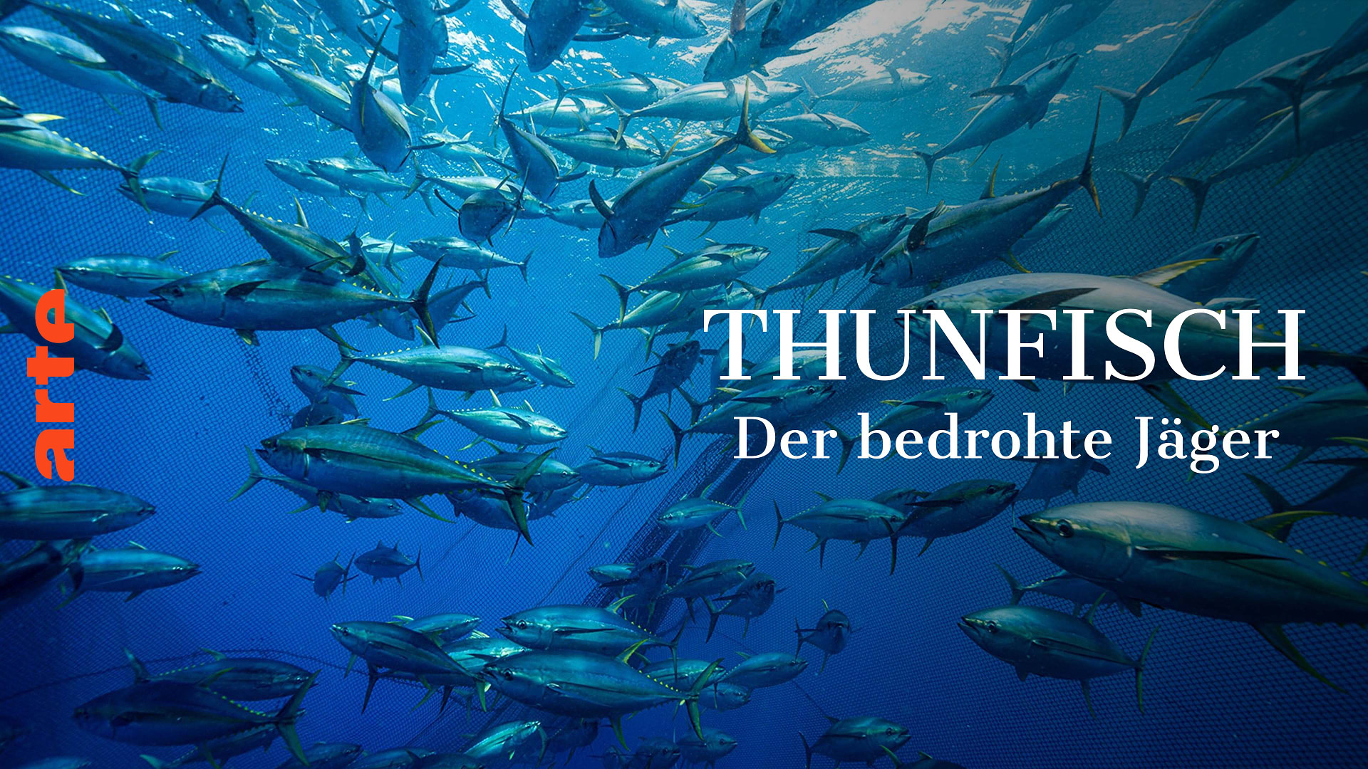 Thunfisch - Der bedrohte Jäger