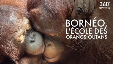 Bornéo, l'école des orangs-outans