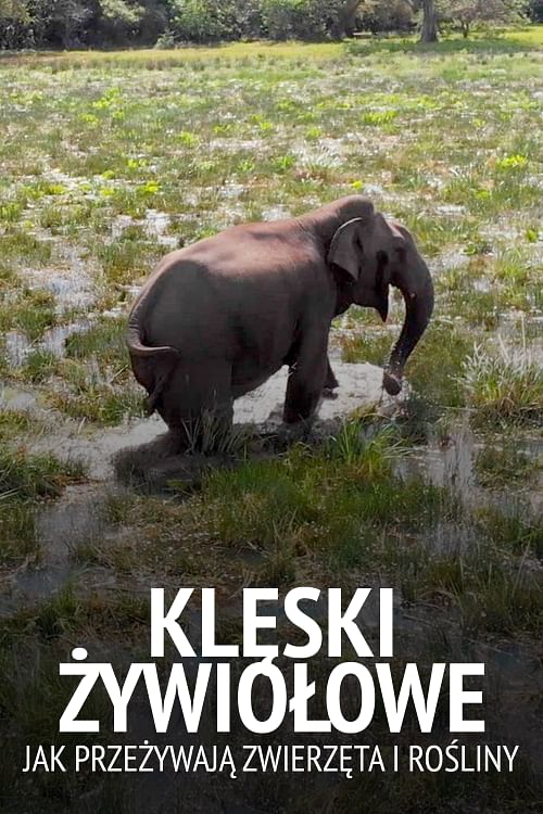 Klęski żywiołowe .