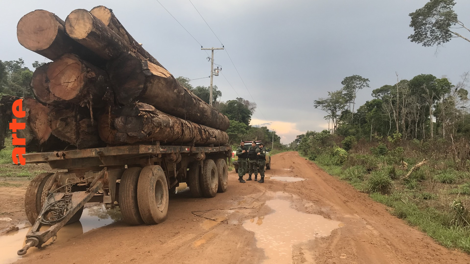 Brasilien: Wie Profitgier den Wald vernichtet