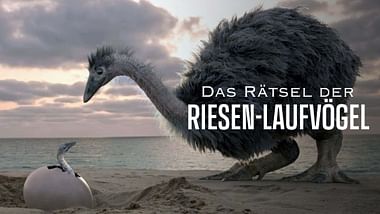 Das Rätsel der Riesen-Laufvögel.