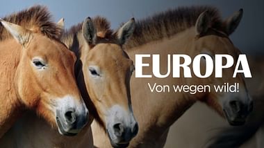 Europa, von wegen wild!.