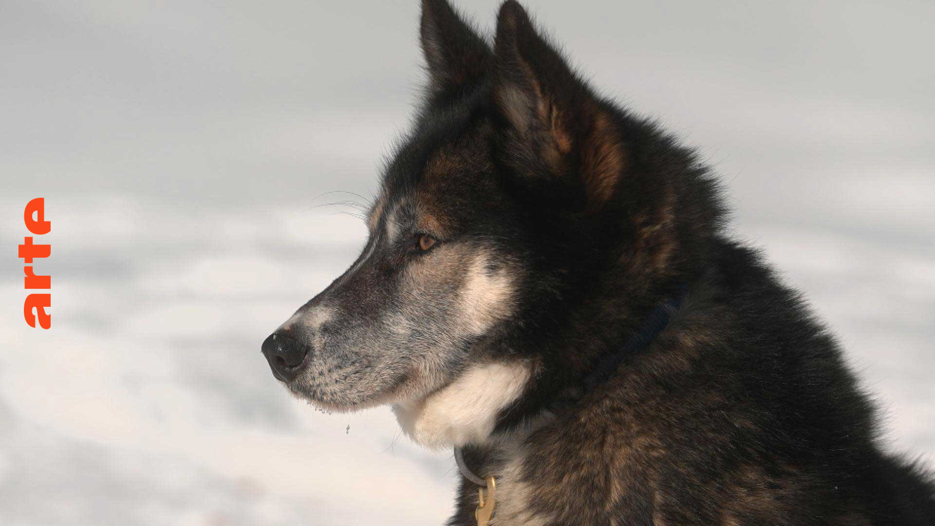 Kanada: Mit den Schlittenhunden in den hohen Norden