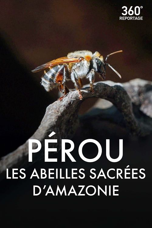 Pérou, les abeilles sacrées d’Amazonie.