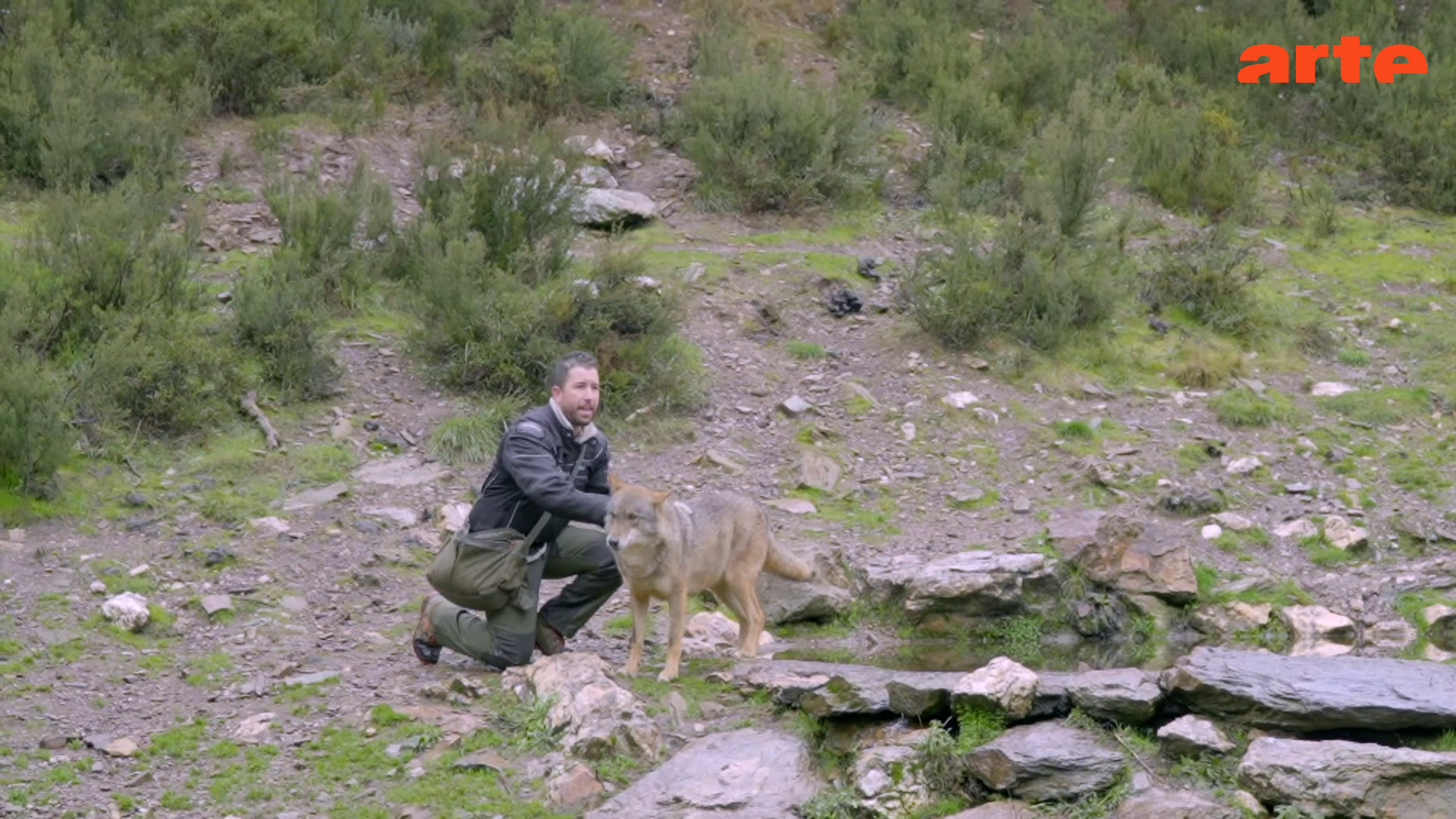 Spanien: Wenn Viehzüchter und Wölfe zusammenleben - Die ganze Doku | ARTE