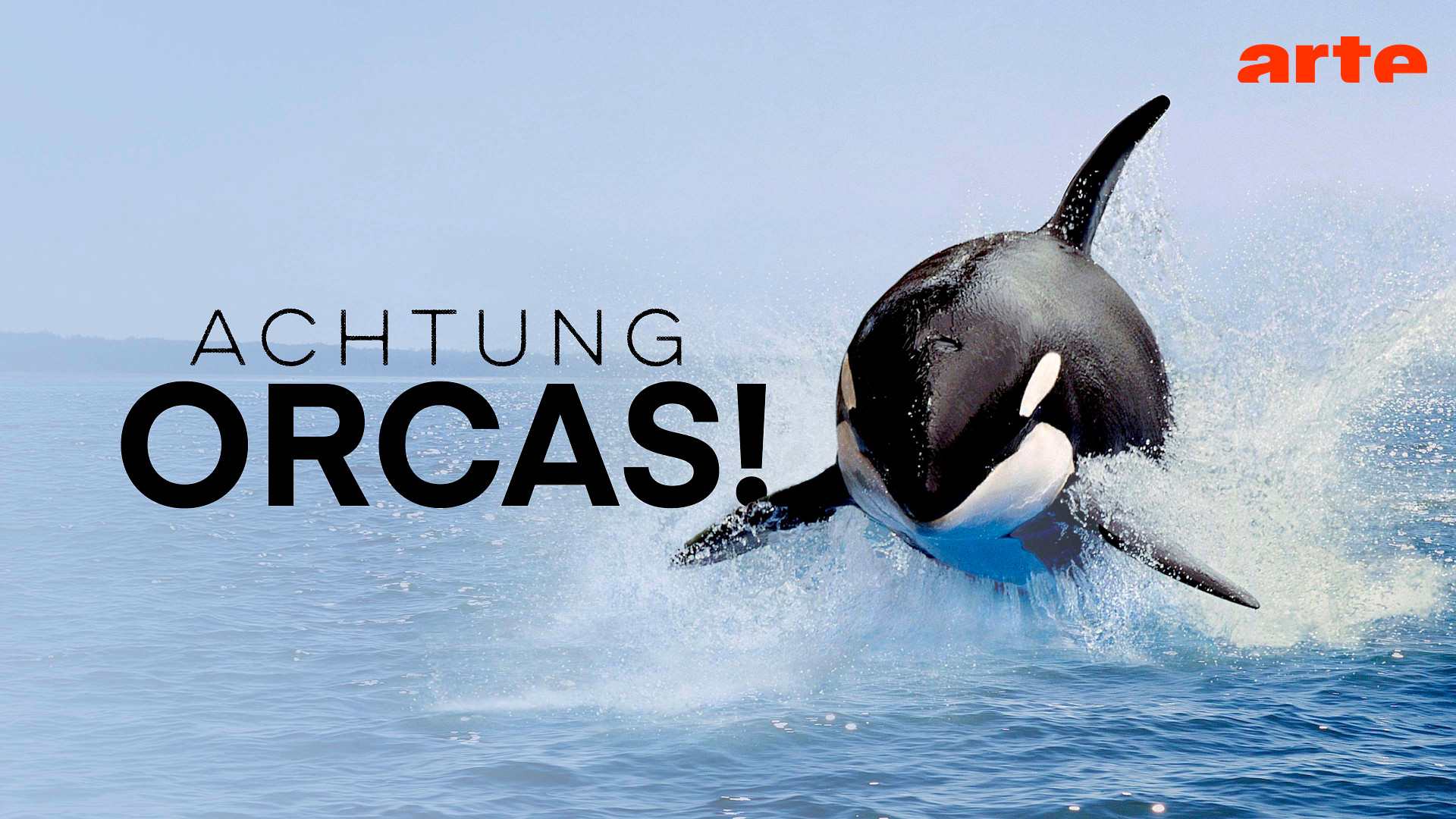 Achtung Orcas! - Gefahr vor Gibraltar? - Die ganze Doku | ARTE