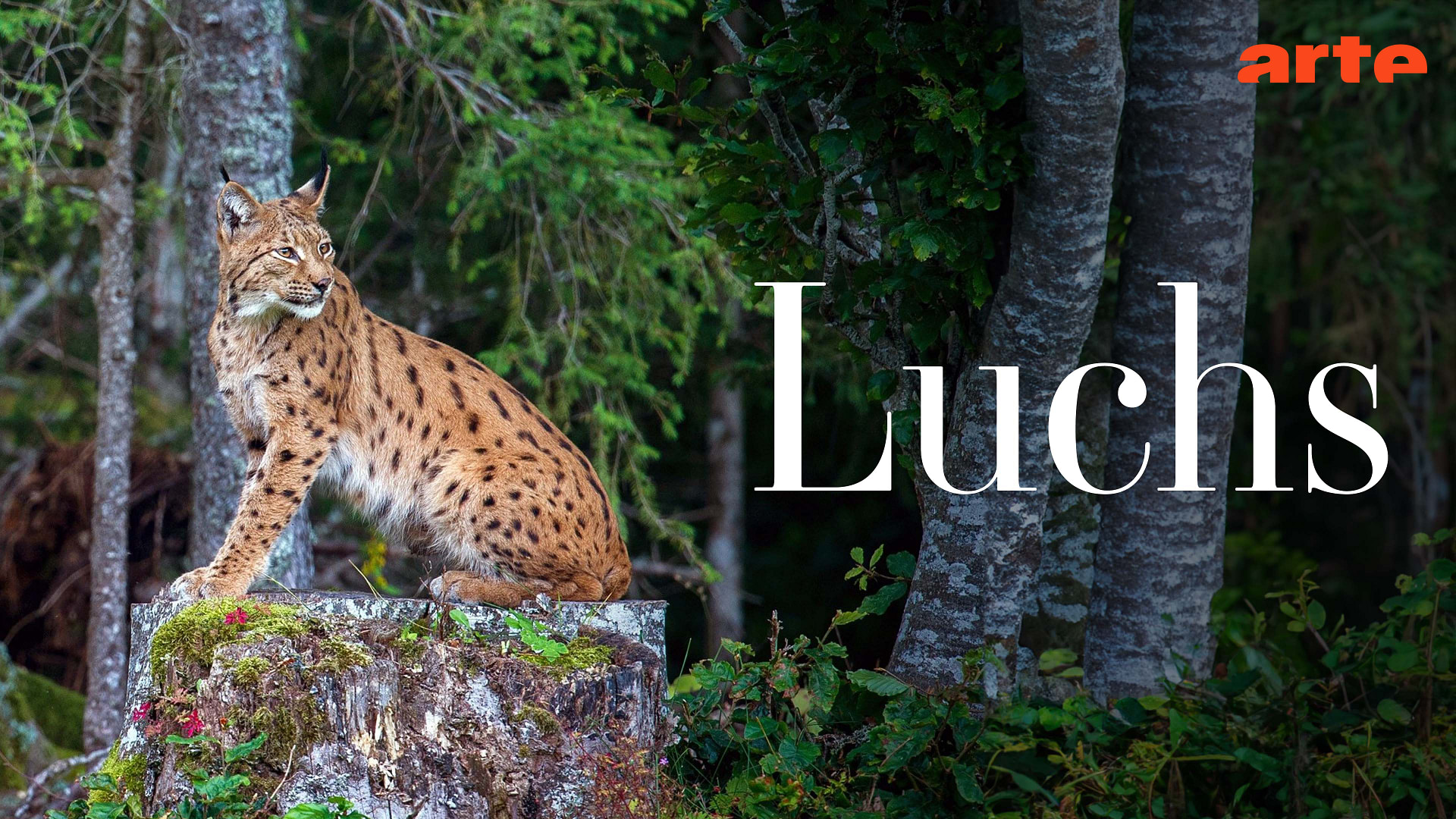 Luchs - 29. Januar 2026 um 20:15 Uhr