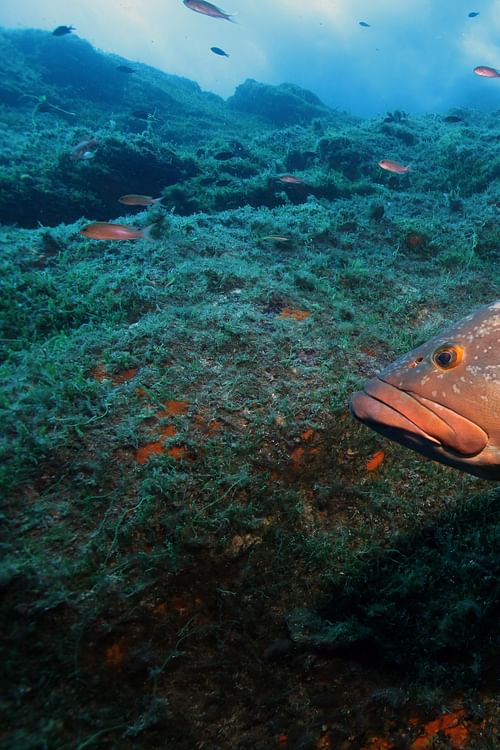 Fragile Schönheit Mittelmeer.