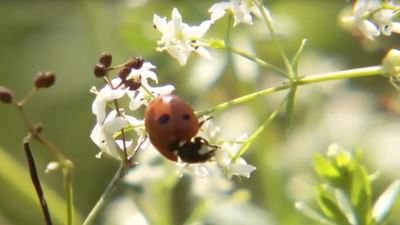 Unsere kleinen Garten-Mitbewohner - Die ganze Doku | ARTE