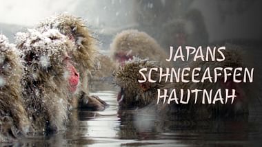 Japans Schneeaffen hautnah