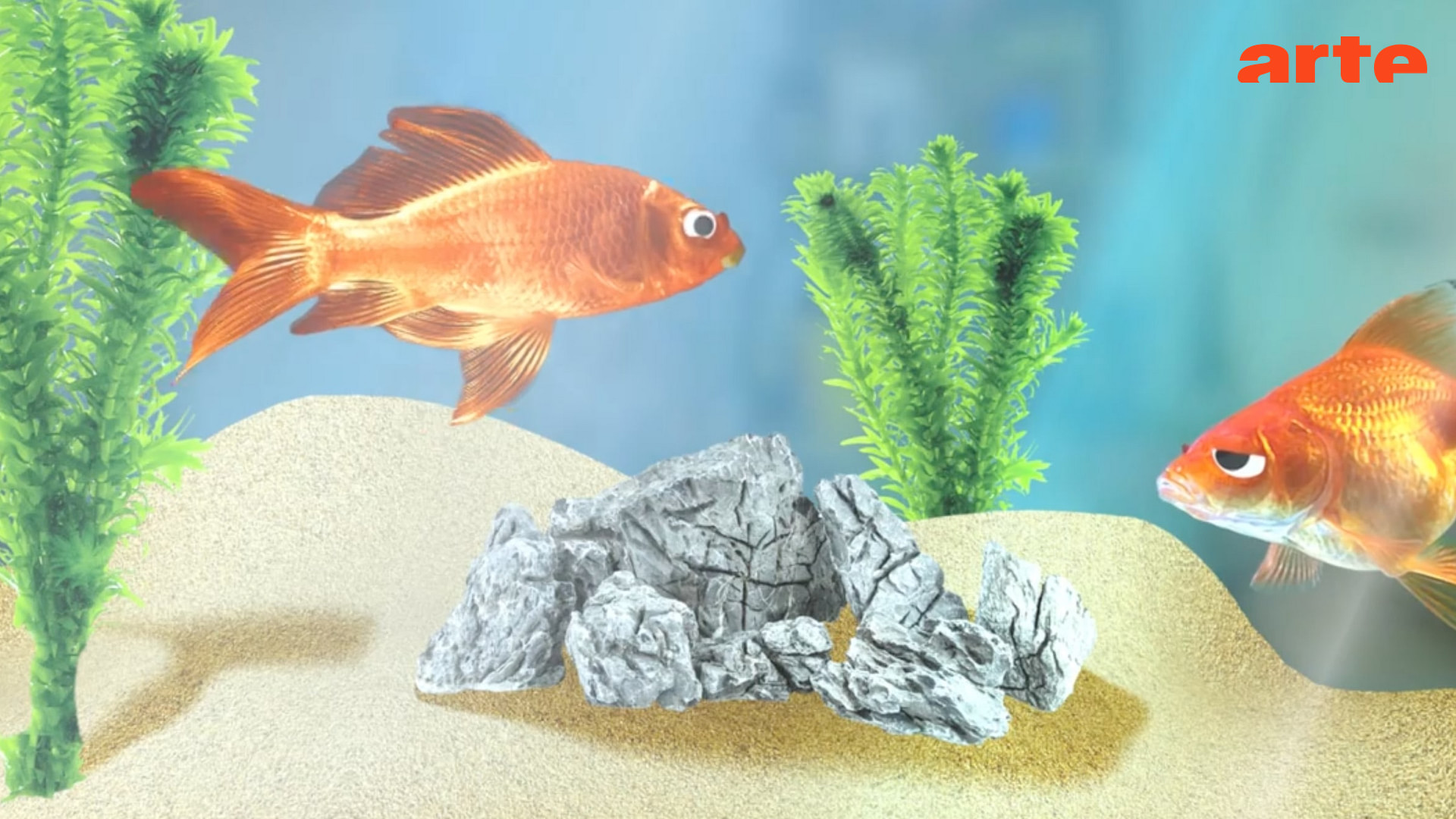 Comment se reproduisent les poissons rouges ? Regarder le documentaire complet ARTE