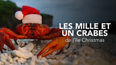 Les crabes de l'île Christmas
