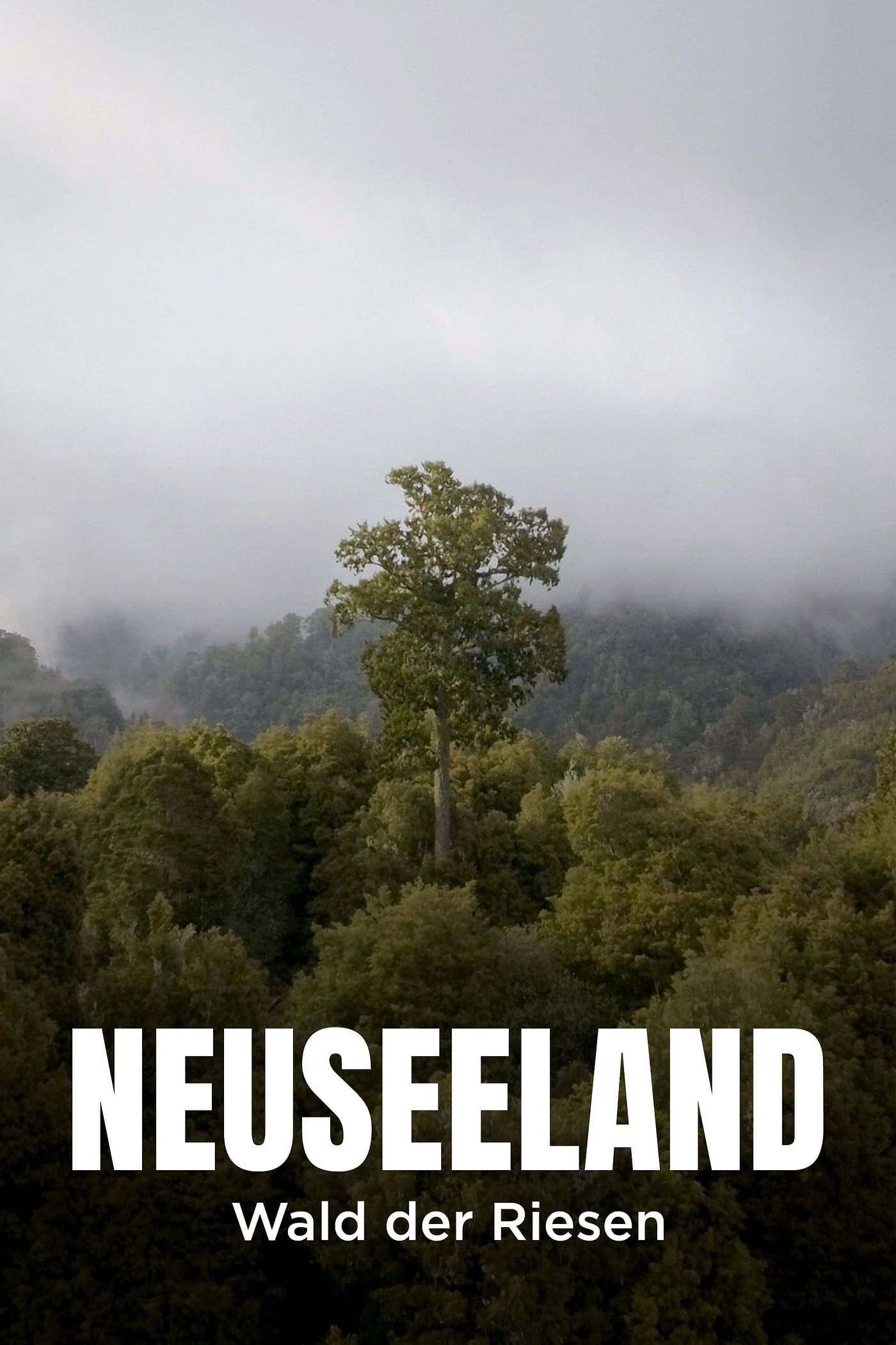 Neuseeland - Wald der Riesen.