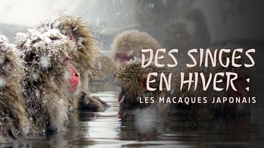 Des singes en hiver : les macaques japonais