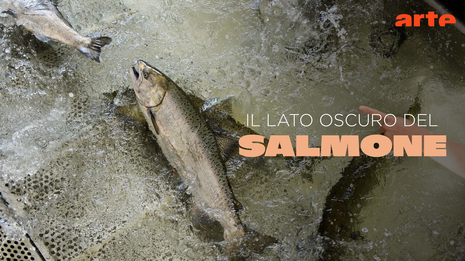 Mosche Da Salmone Francis Snelda – Confezione Da 3 – Scegli La Varietà! CFS Quality
