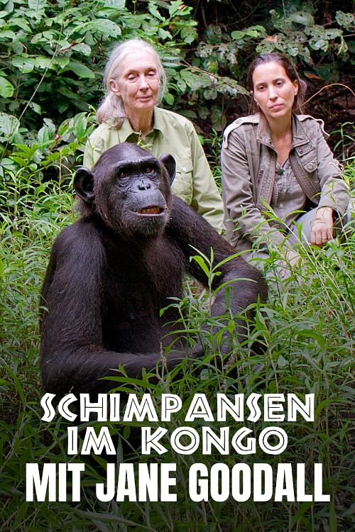 Schimpansen im Kongo mit Jane Goodall.