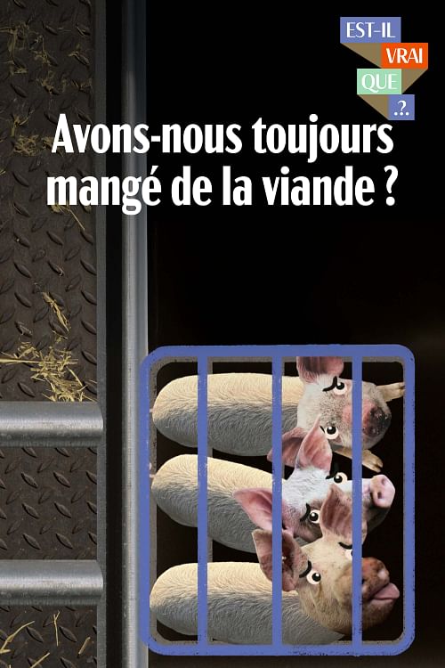 Est-il vrai que nous avons toujours mangé de la viande ?.