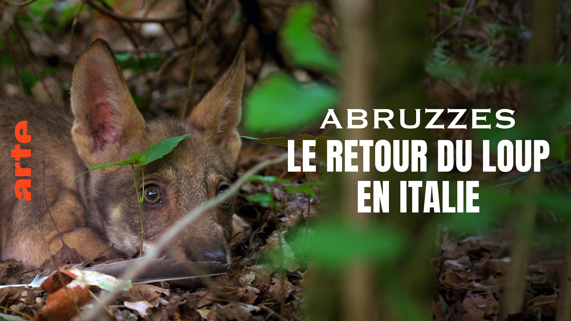 Abruzzes - Le retour du loup au coeur de l'Italie - Regarder le documentaire complet | ARTE