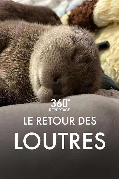 Le retour des loutres.
