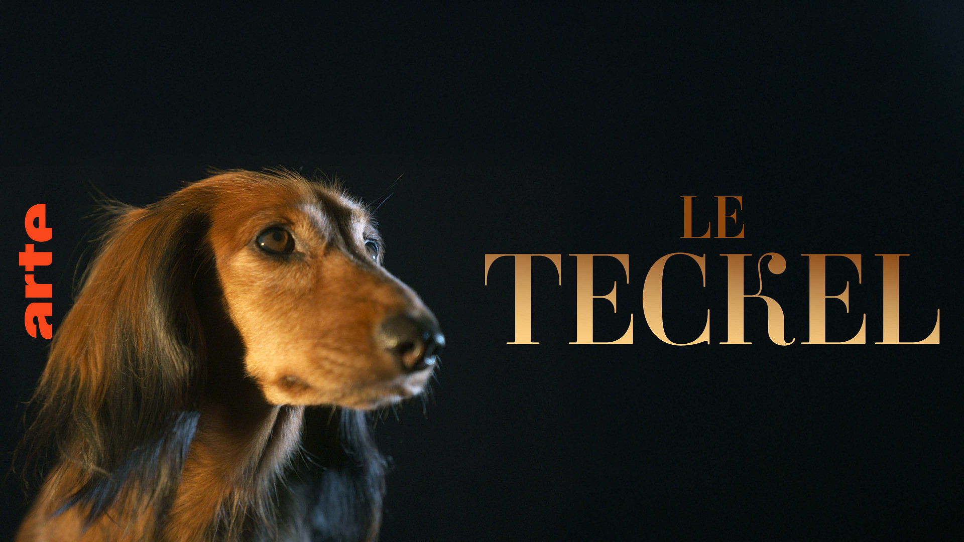 Le teckel - Regarder le documentaire complet | ARTE