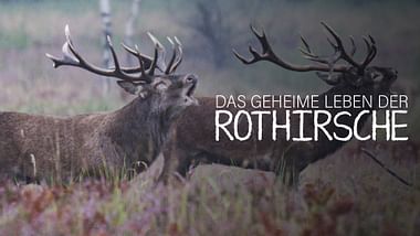 Das geheime Leben der Rothirsche