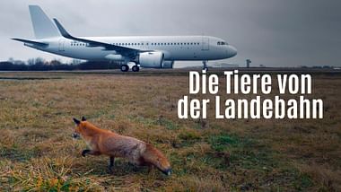Die Tiere von der Landebahn