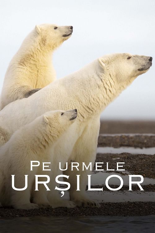 Pe urmele urșilor.
