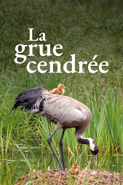 La grue cendrée - Sur les ailes d’une géante.