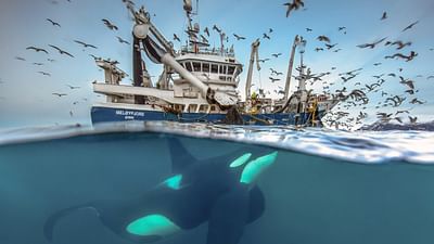 Norwegen - Schwertwalen auf der Spur