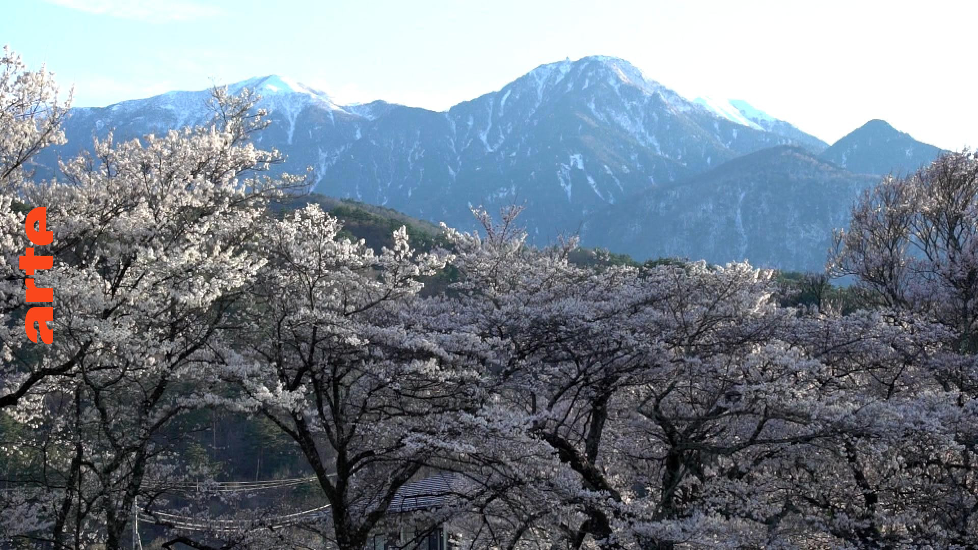 Vergänglich wie japanische Kirschblüten