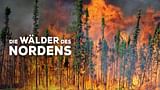 Die Wälder des Nordens