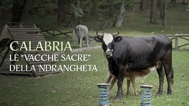 Calabria: le “vacche sacre” della 'Ndrangheta.