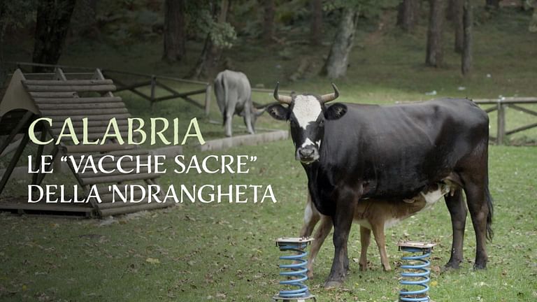 Calabria: le “vacche sacre” della 'Ndrangheta.