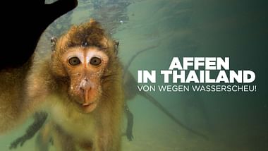 Affen in Thailand.