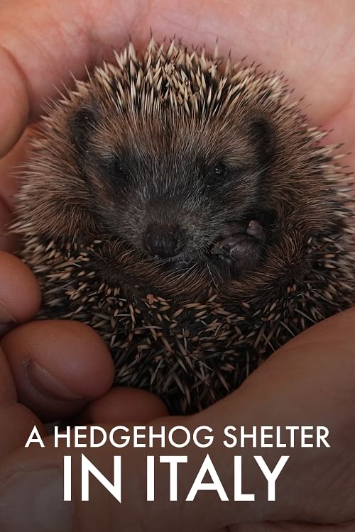 360° Geo: A Hedgehog Shelter in Italy.
