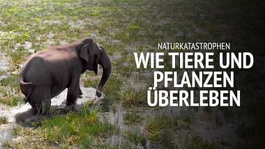 Naturkatastrophen: Wie Tiere und Pflanzen überleben.