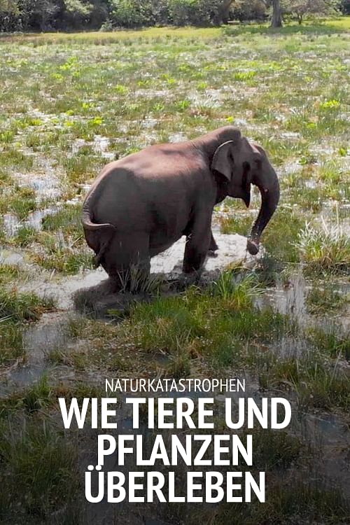 Naturkatastrophen: Wie Tiere und Pflanzen überleben.