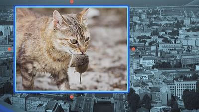Les Chats De L Ermitage Invitation Au Voyage 07 06 22 Regarder Le Documentaire Complet Arte