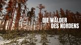 Die Wälder des Nordens