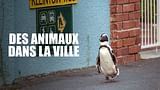 Des animaux dans la ville