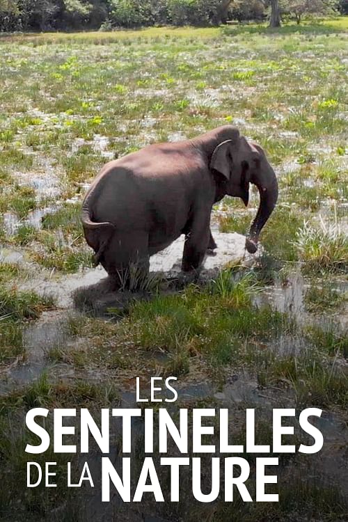 Survivre aux catastrophes : les stratégies de la nature.